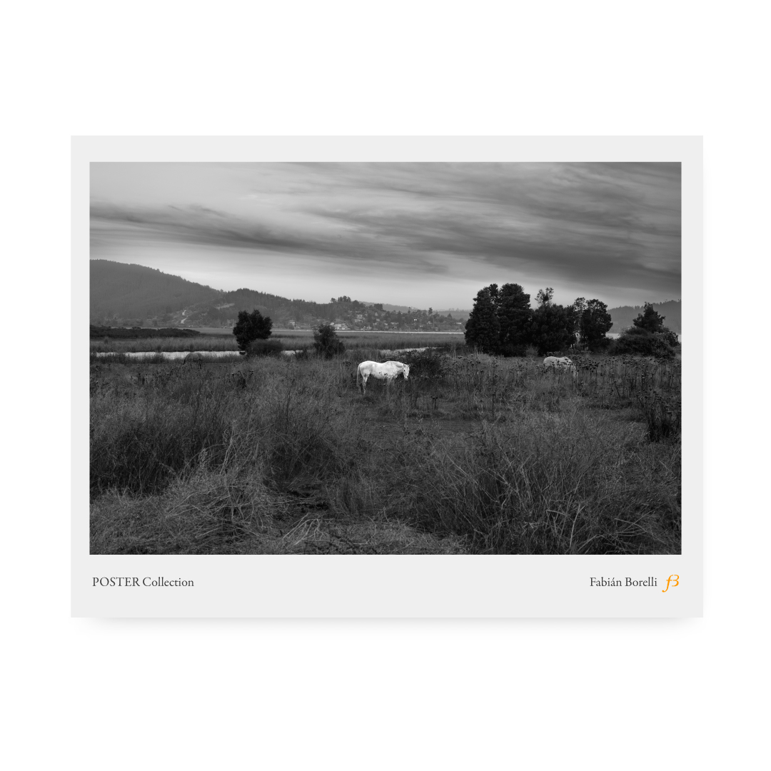 Poster: Caballo blanco, Lago Vichuquén, Maule, Chile, 2023