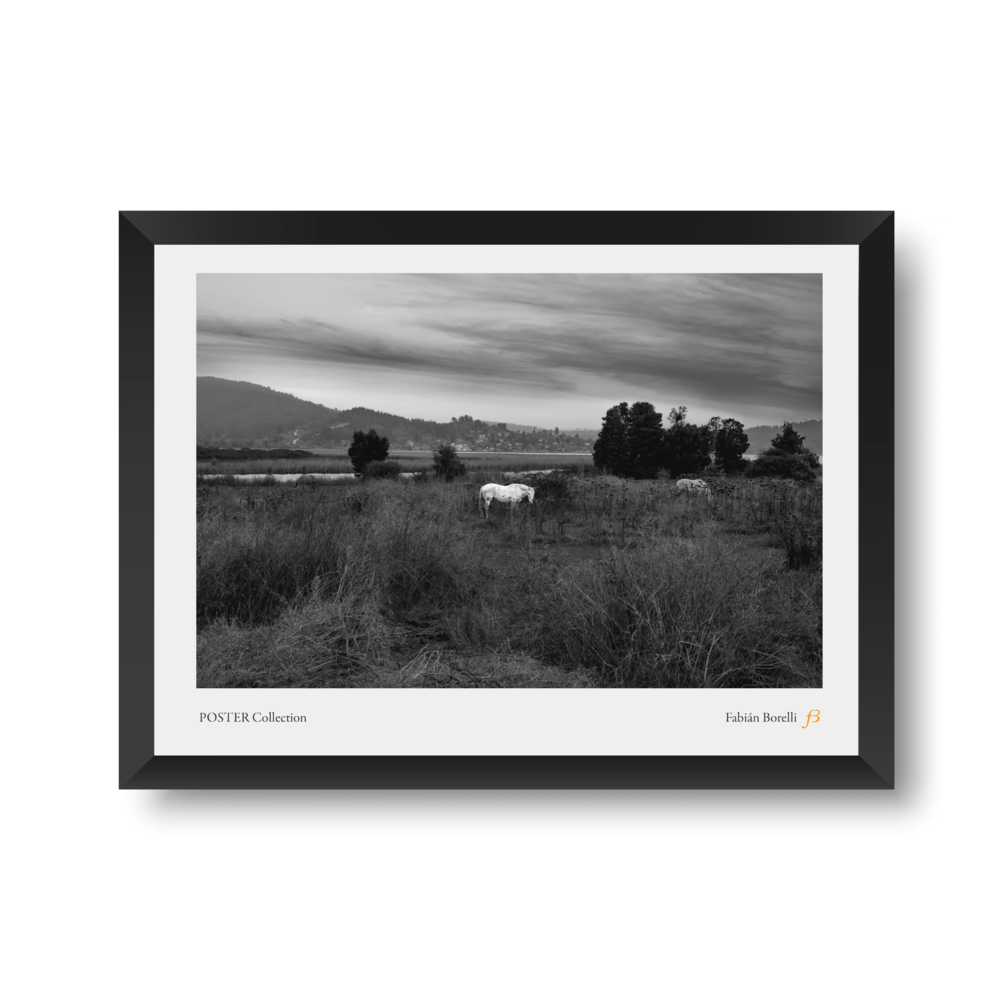 Caballo Blanco — obra disponible como copia impresa, Borelli Photos